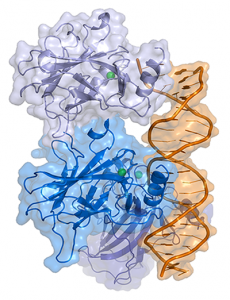 Representation of a complex between DNA and the protein p53. Image by Thomas Splettstoesser licensed under CC BY-SA 3.0 via Wikimedia.