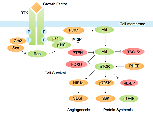 PI3K-Akt pathways with a role in cancer. Image by Tbatan, licensed under CC BY-SA 3.0 via Wikimedia.