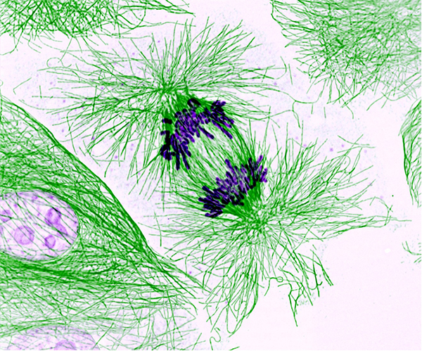 Dividing Pig Cell. Microtubules (green) are the target of eribulin mesylate, and prolonged inhibition of microtubule dynamics by the chemotherapeutic prevents cell division and ultimately leads to apoptosis. Image courtesy of the National Heart, Lung, and Blood Institute, National Institutes of Health.