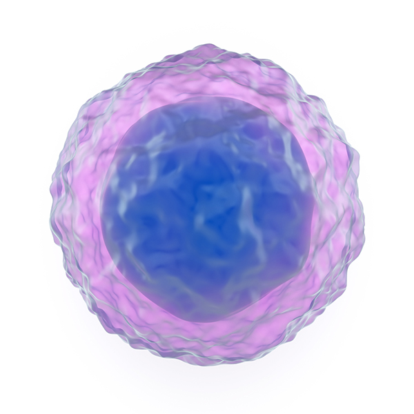 Artist’s rendition of a B cell, the cell type in which follicular lymphoma arises.